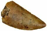 Serrated, Raptor Tooth - Real Dinosaur Tooth #295936-1